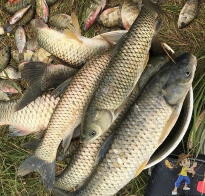 钓大草鱼如何起竿,钓大草鱼诀窍揭秘