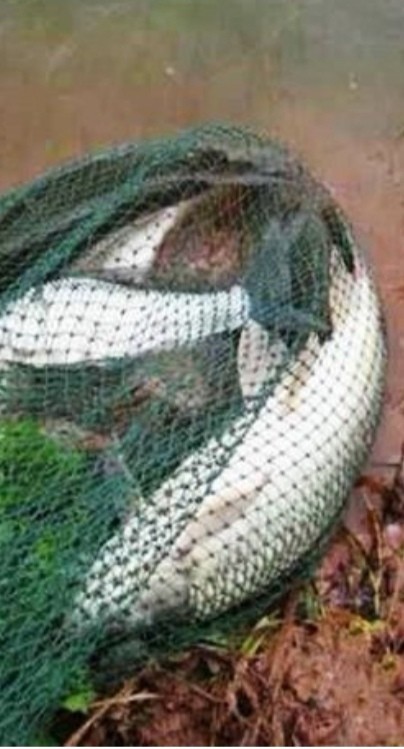 钓大草鱼如何起竿,钓大草鱼诀窍揭秘