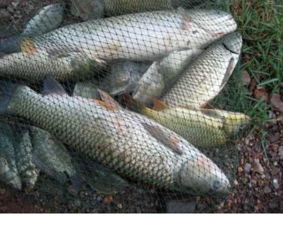 钓大草鱼如何起竿,钓大草鱼诀窍揭秘