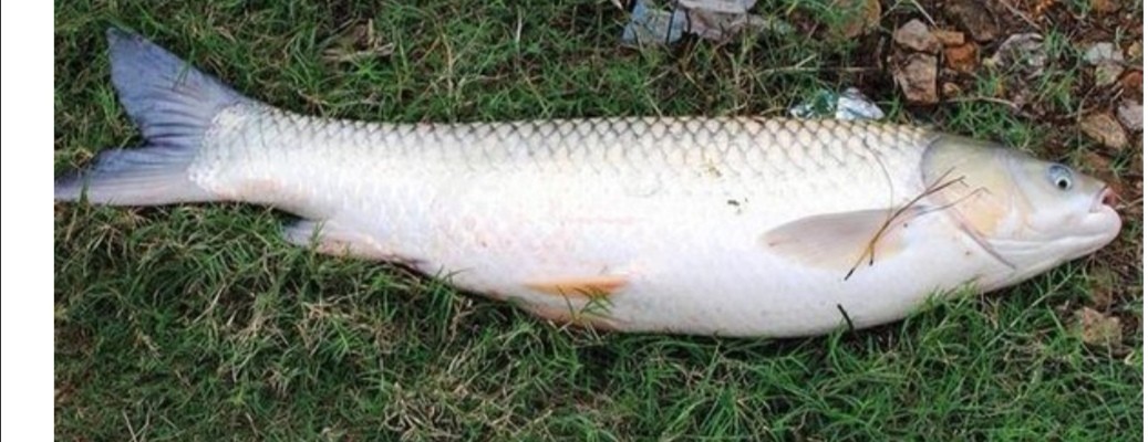 钓大草鱼如何起竿,钓大草鱼诀窍揭秘