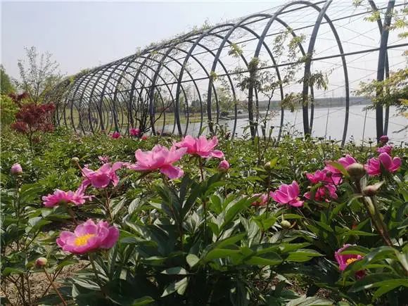 红、白、粉、黄、绿……松江惊现3600平方米芍药迷宫