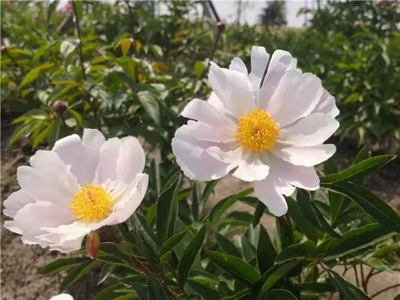 红、白、粉、黄、绿……松江惊现3600平方米芍药迷宫