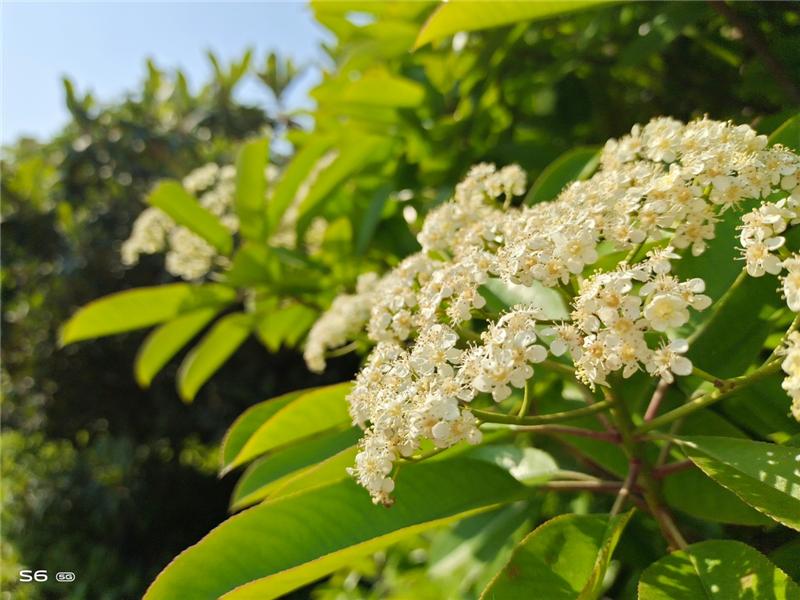 vivos6评测5g手机,vivos6测评是什么处理器