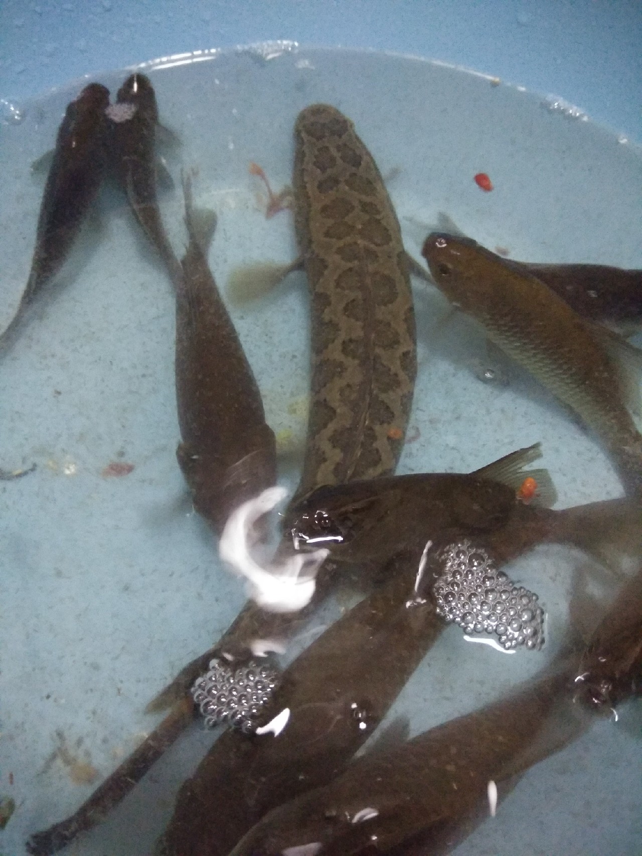 为什么涨水后钓鱼好钓,涨水之后鱼会变多吗