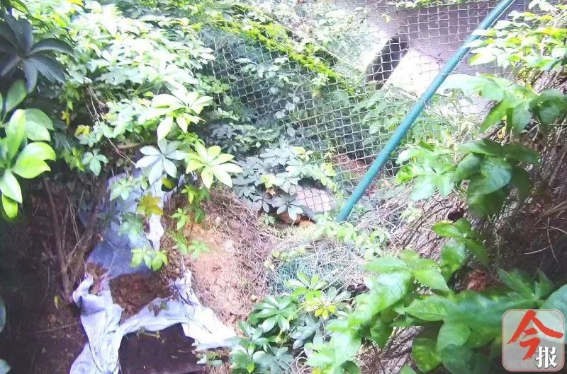 龙屯桥底闻到恶臭，绿化丛中惊现白布，布满苍蝇！绿化女工当即报警