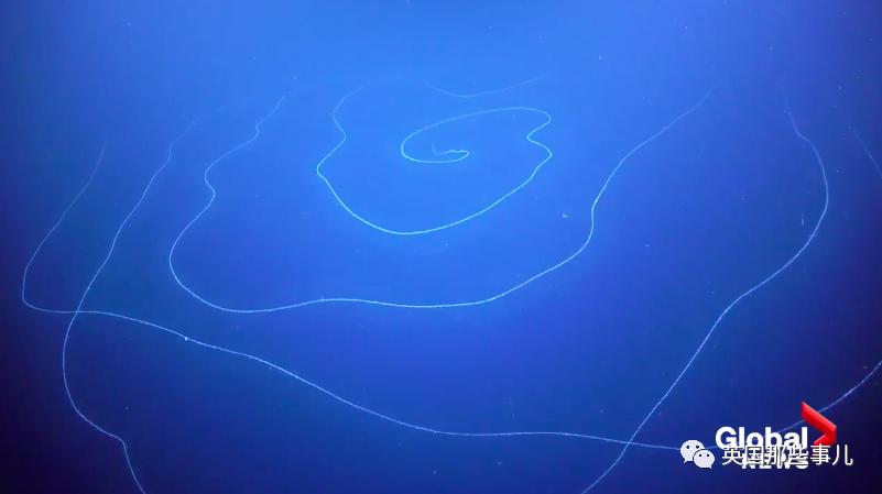 深海发现40多米的水母,深海发现巨型水母