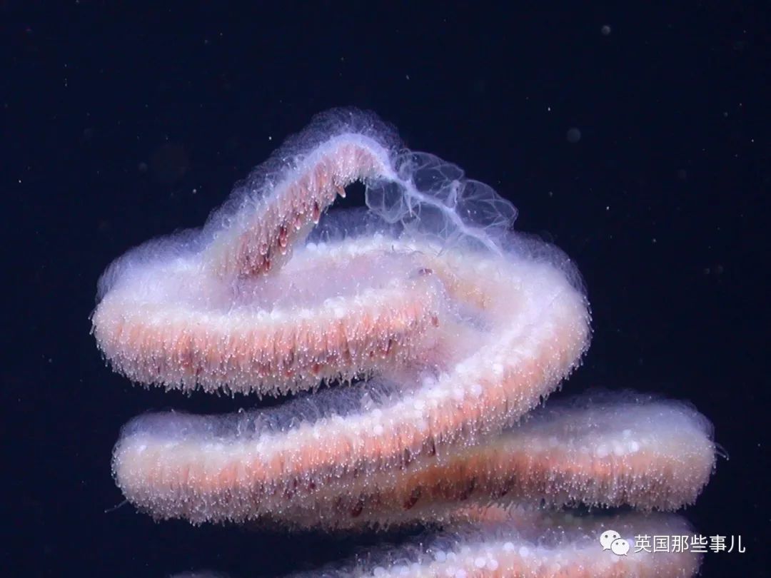 深海发现40多米的水母,深海发现巨型水母