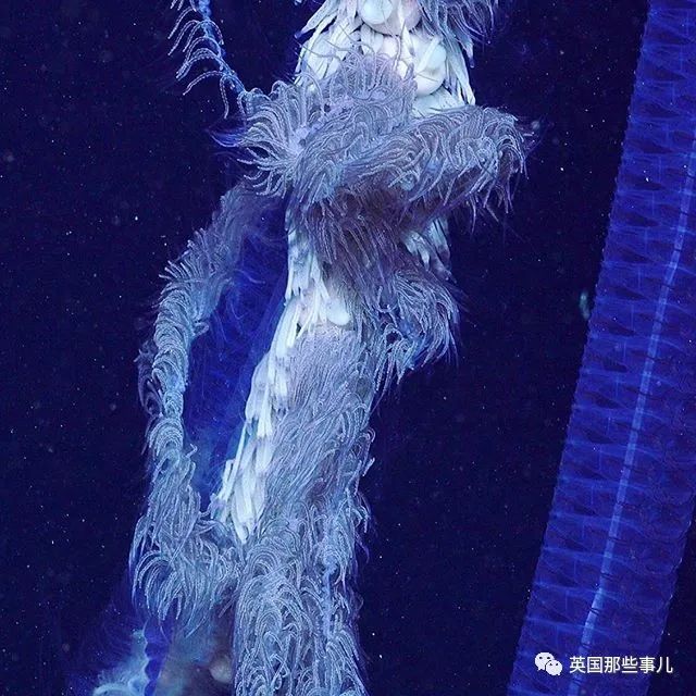 深海发现40多米的水母,深海发现巨型水母