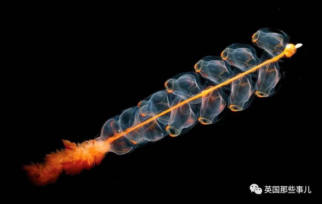 深海发现40多米的水母,深海发现巨型水母