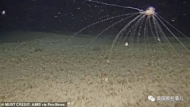 深海发现40多米的水母,深海发现巨型水母