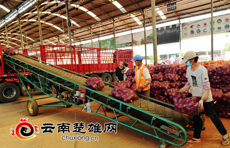 元谋洋葱卖多少钱一袋,元谋洋葱收购价格