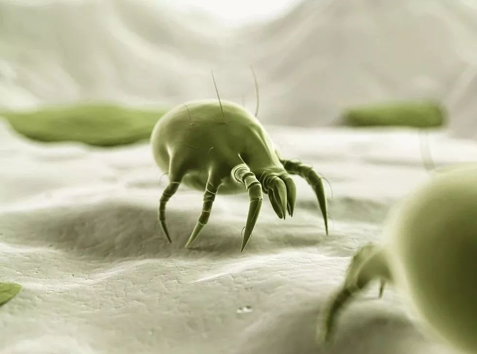 床上衣柜喷一喷,百万螨虫去光光,孕婴都能用的1分钟除螨神器