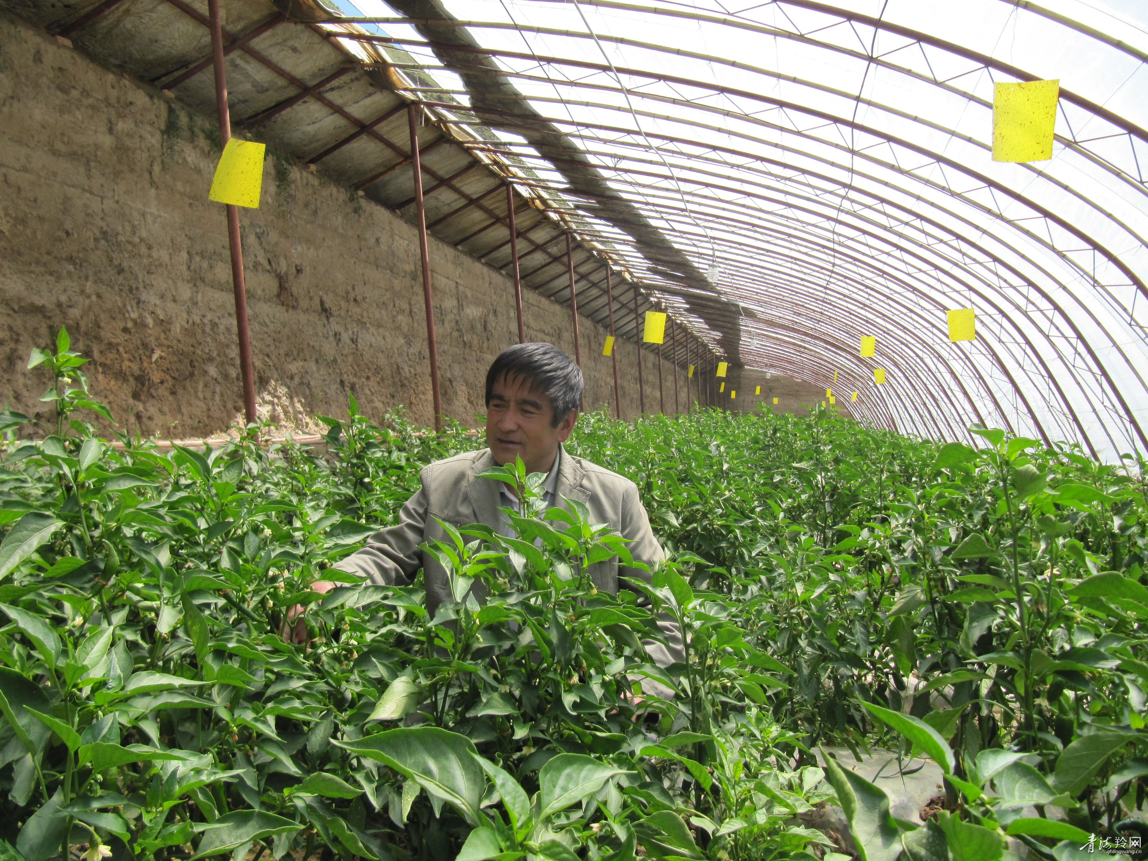 我的兄弟叫姐妹,我的兄弟叫沈腾