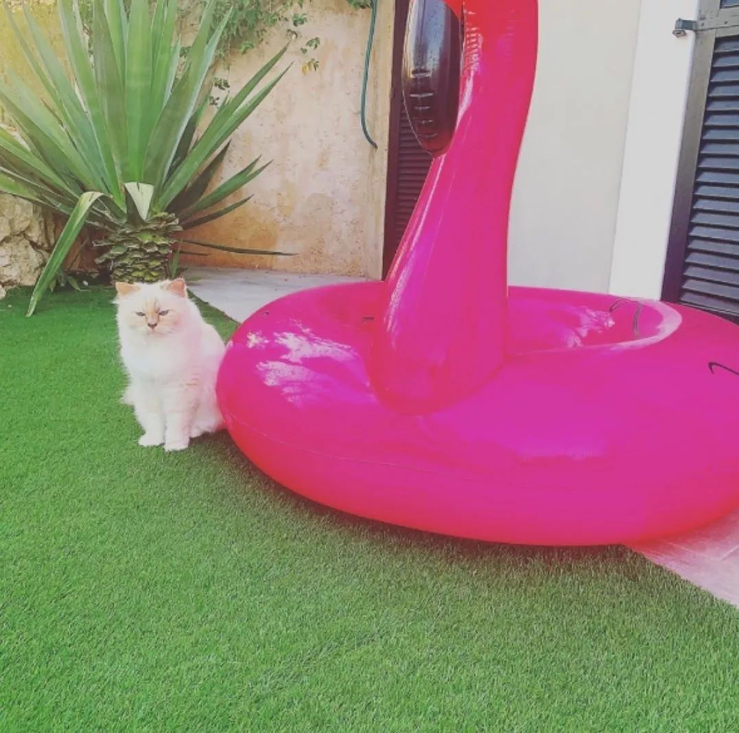 21亿遗产继承猫,继承21亿财产的猫