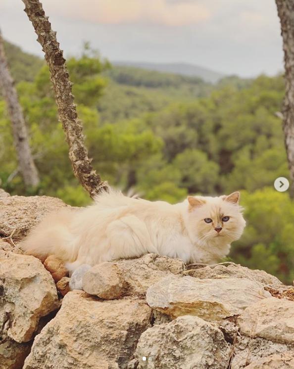 21亿遗产继承猫,继承21亿财产的猫