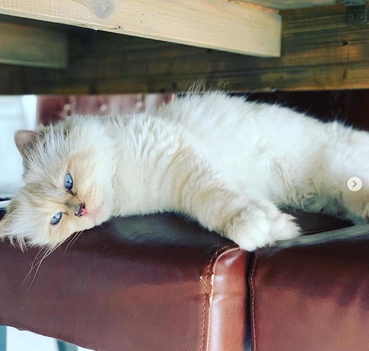 21亿遗产继承猫,继承21亿财产的猫