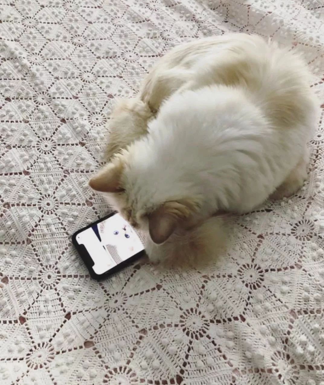 21亿遗产继承猫,继承21亿财产的猫