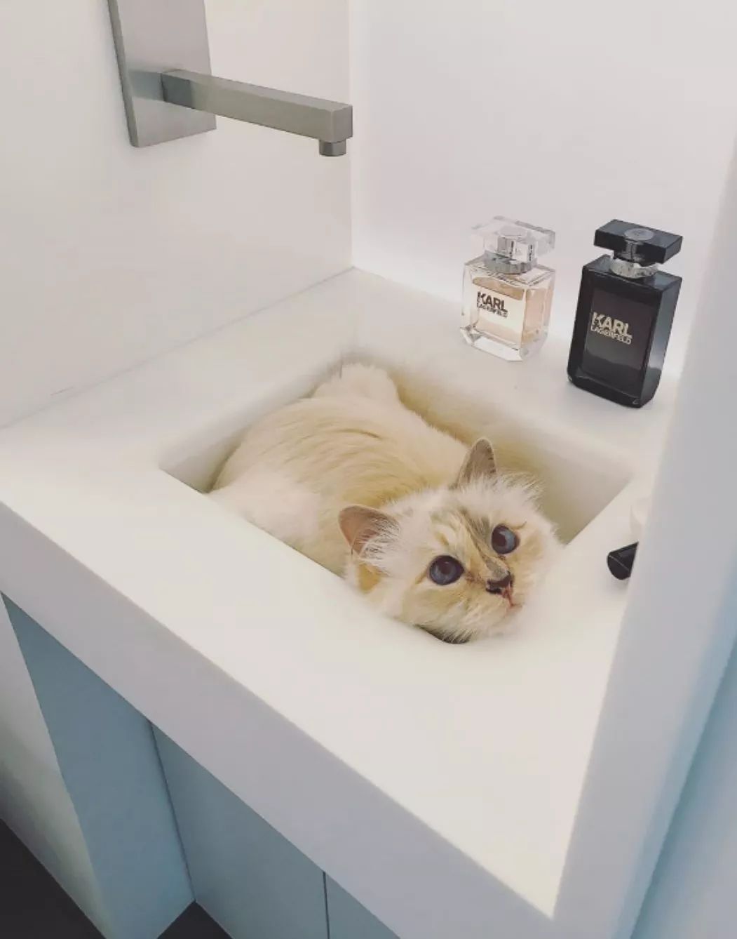 21亿遗产继承猫,继承21亿财产的猫