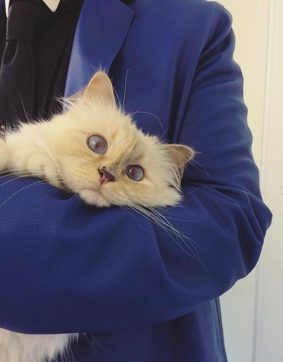 21亿遗产继承猫,继承21亿财产的猫