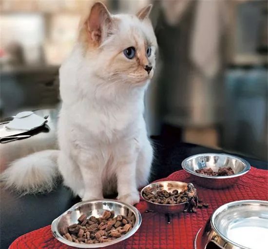 21亿遗产继承猫,继承21亿财产的猫