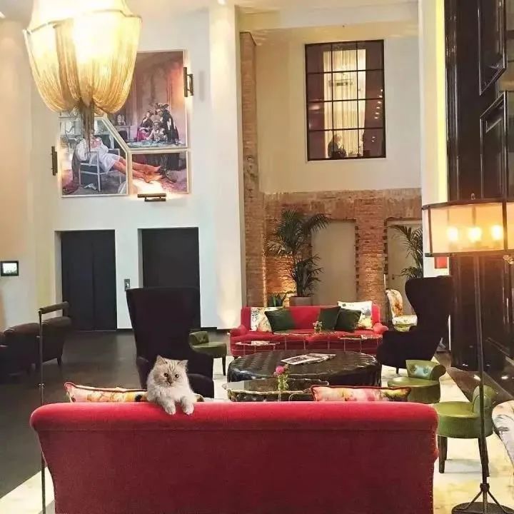 21亿遗产继承猫,继承21亿财产的猫