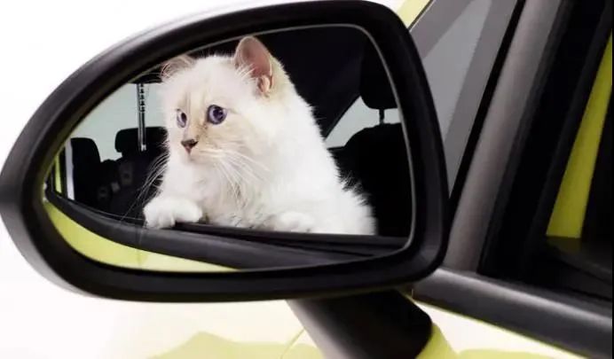 21亿遗产继承猫,继承21亿财产的猫