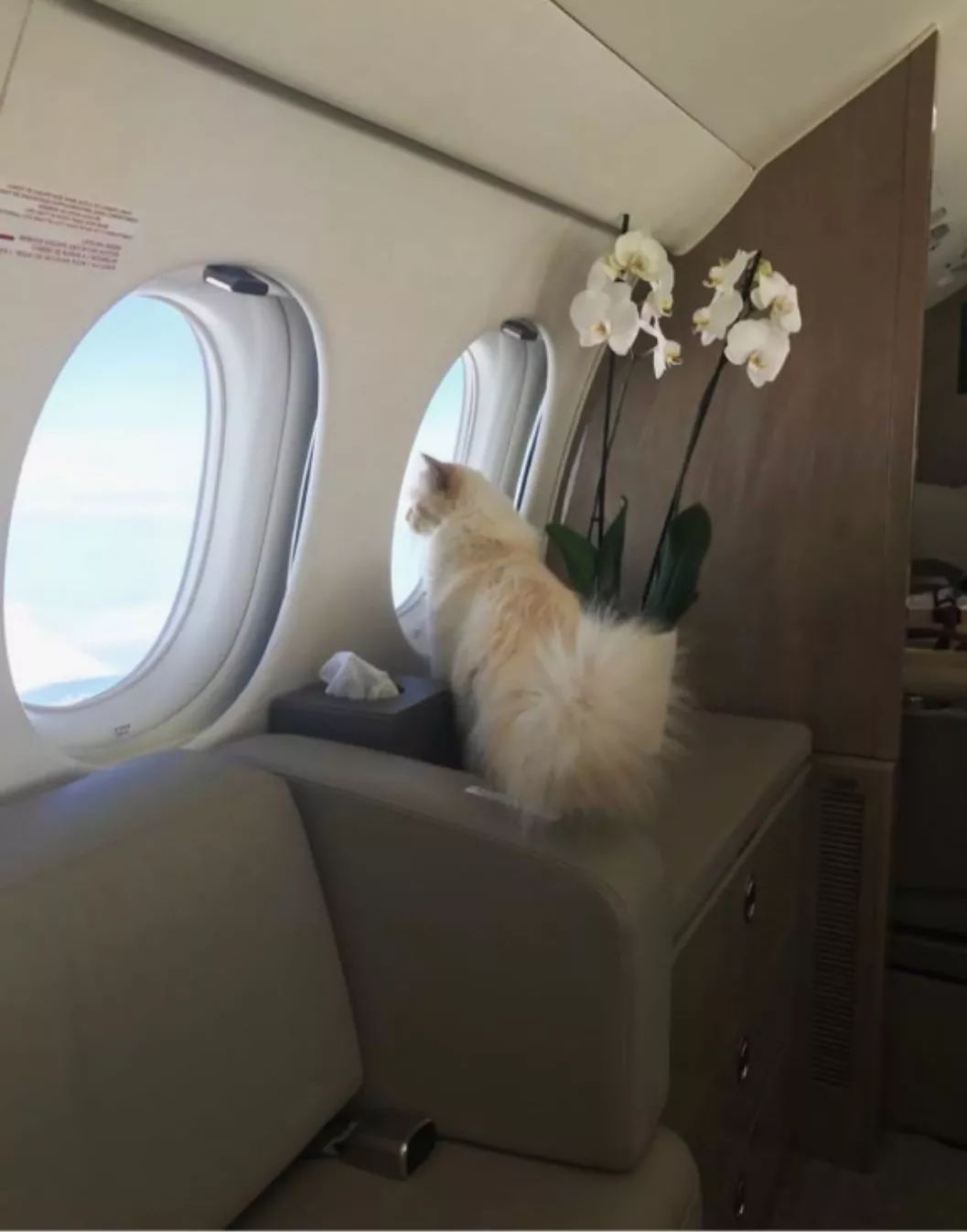 21亿遗产继承猫,继承21亿财产的猫