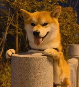 21亿遗产继承猫,继承21亿财产的猫