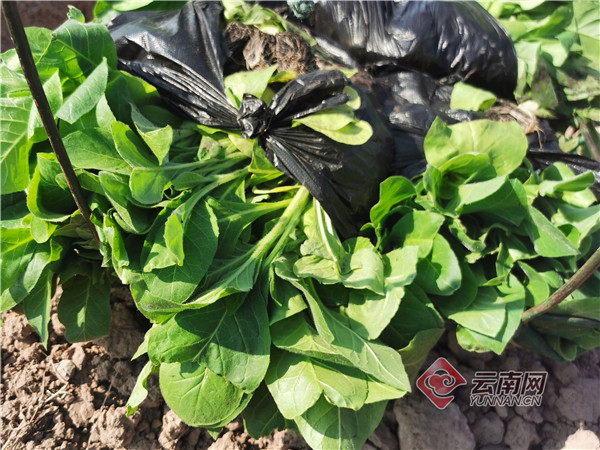 云南烤烟种植全过程,玉溪江川烤烟种植视频