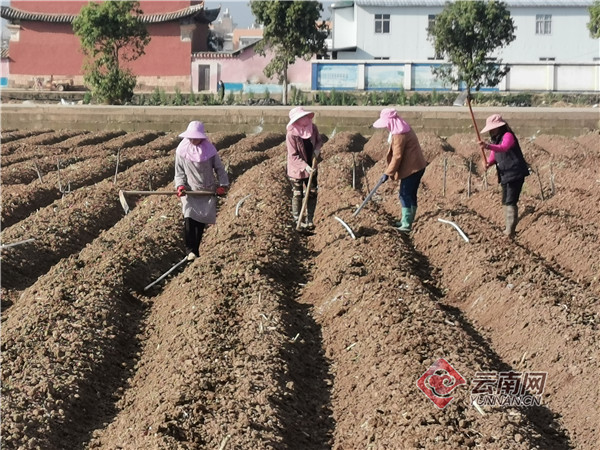 云南烤烟种植全过程,玉溪江川烤烟种植视频