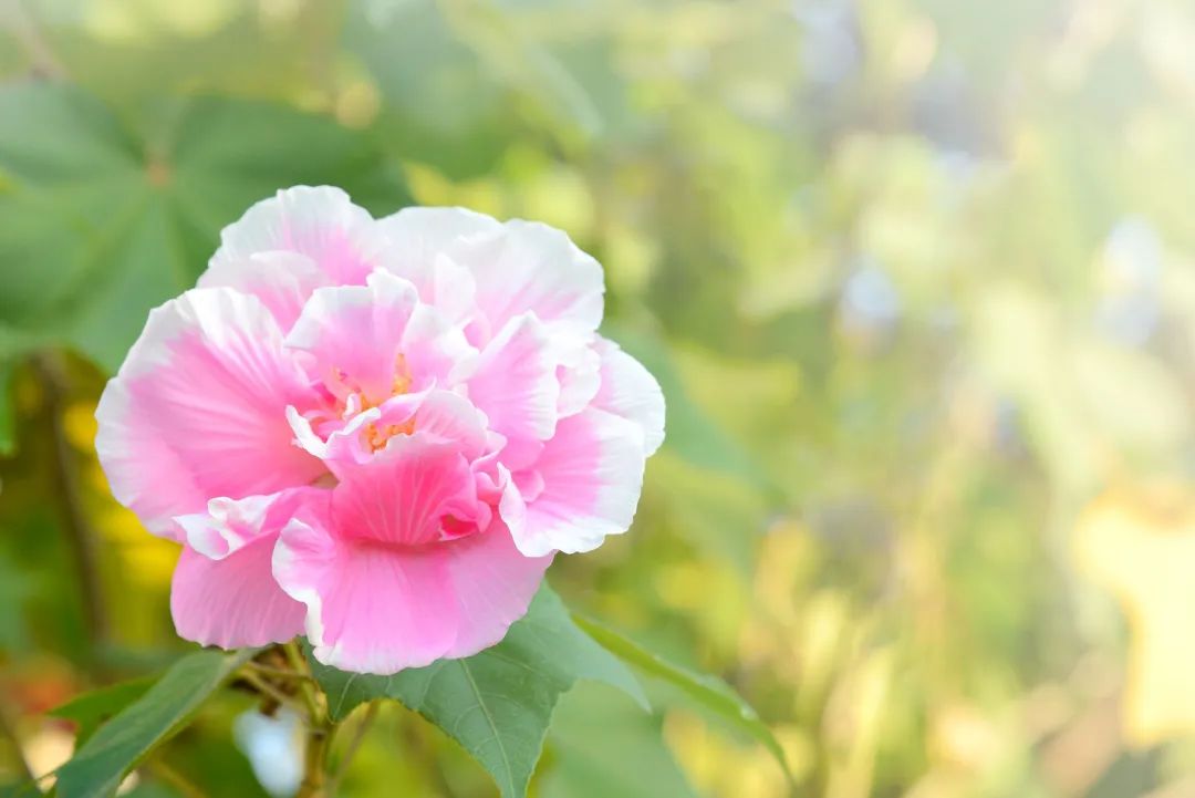 江城羊城,江城羊城是哪里