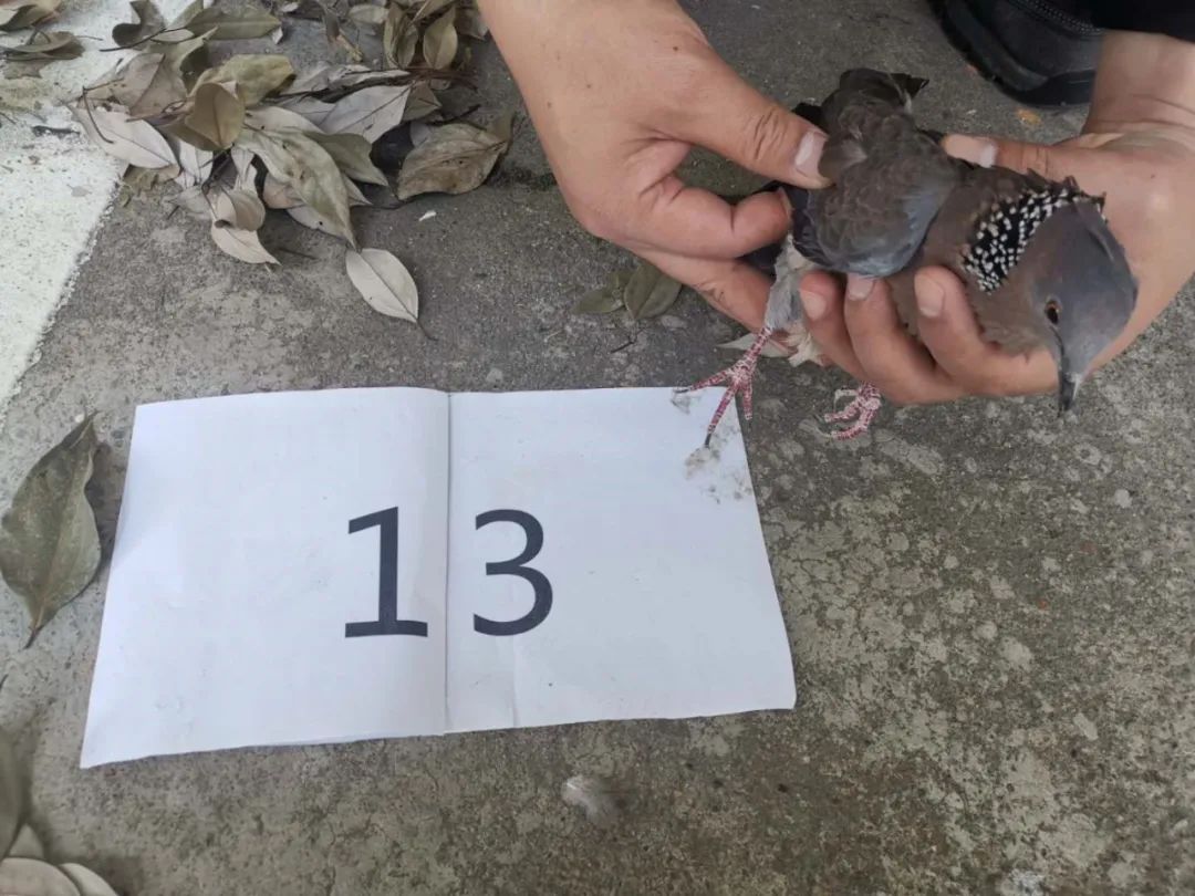 抓捕鸟类触犯法律吗,抓捕鸟属于犯法吗