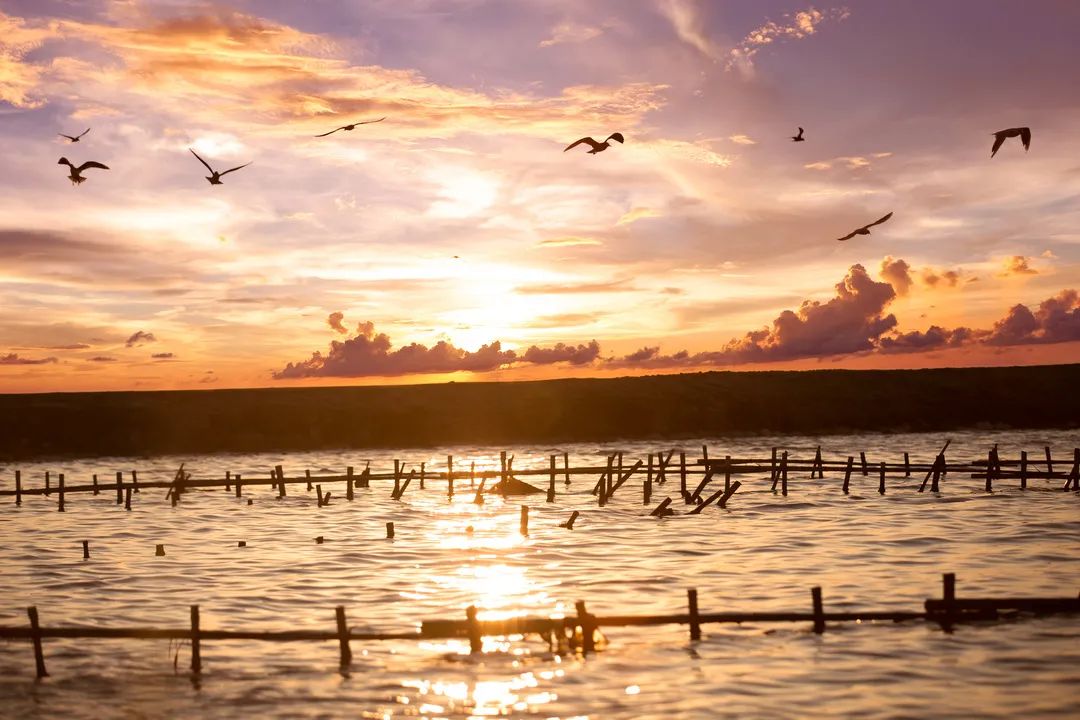 生长在盐田里的虾,盐田虾是内陆虾