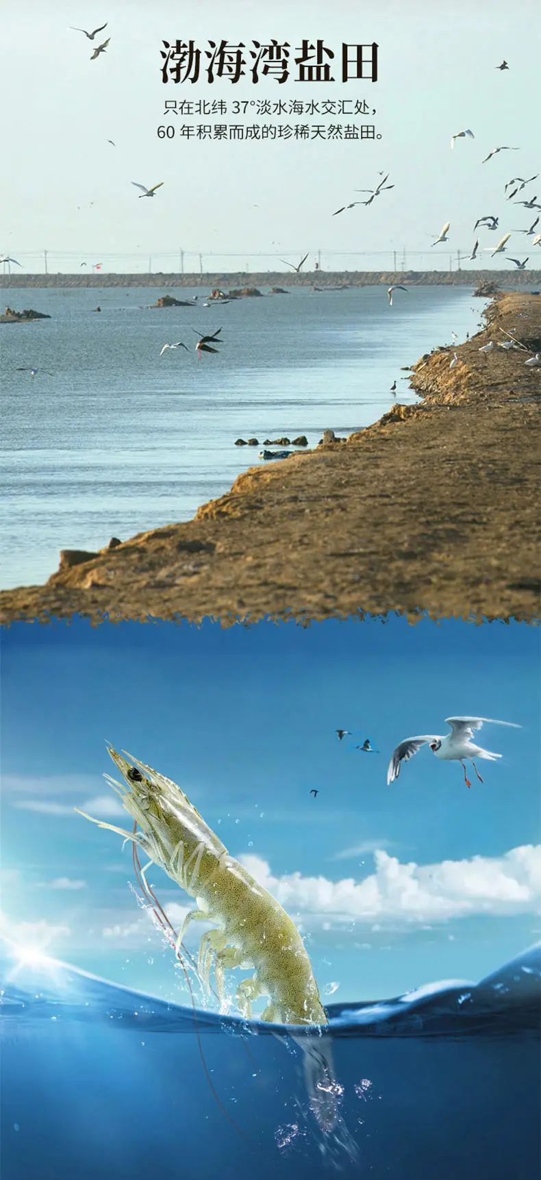 生长在盐田里的虾,盐田虾是内陆虾