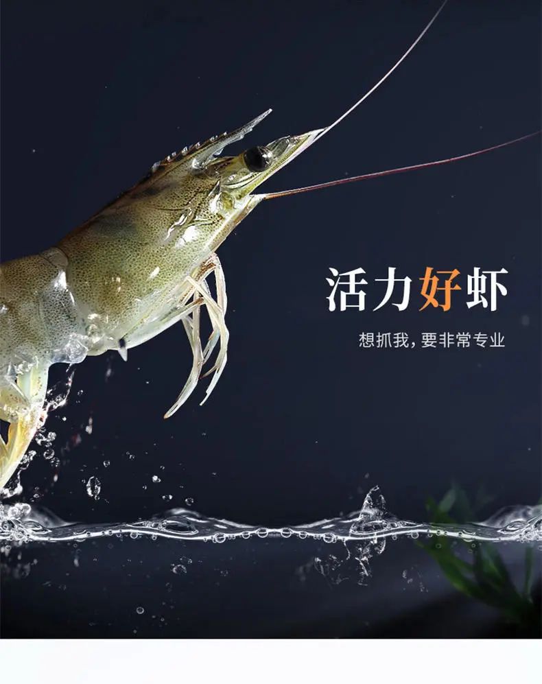 生长在盐田里的虾,盐田虾是内陆虾