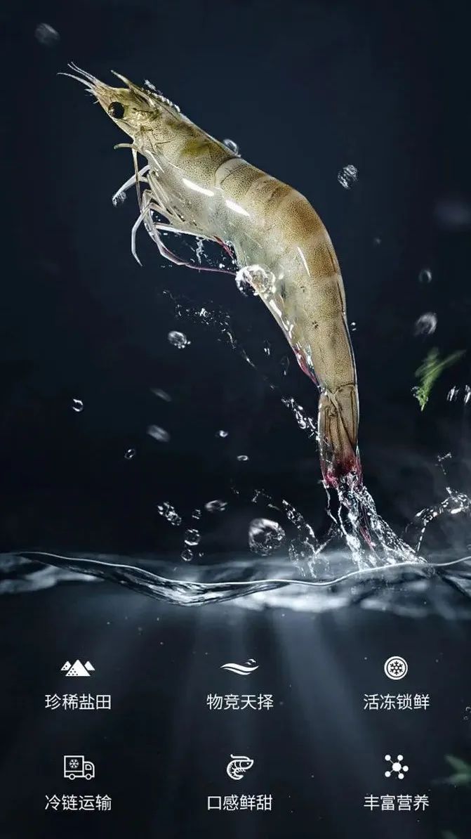 生长在盐田里的虾,盐田虾是内陆虾