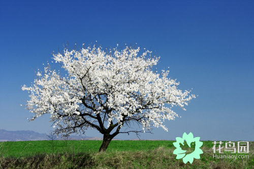 紫藤树美景日本,日本最美紫藤树