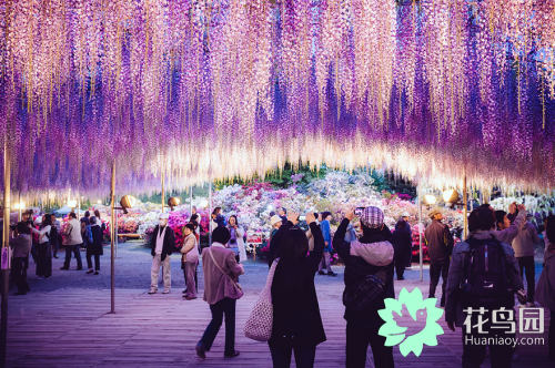 紫藤树美景日本,日本最美紫藤树