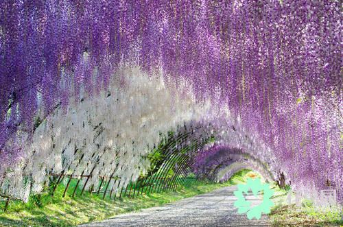 紫藤树美景日本,日本最美紫藤树