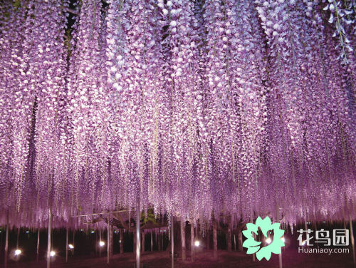 紫藤树美景日本,日本最美紫藤树