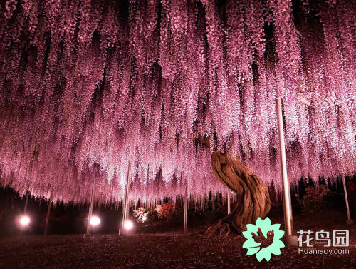 紫藤树美景日本,日本最美紫藤树