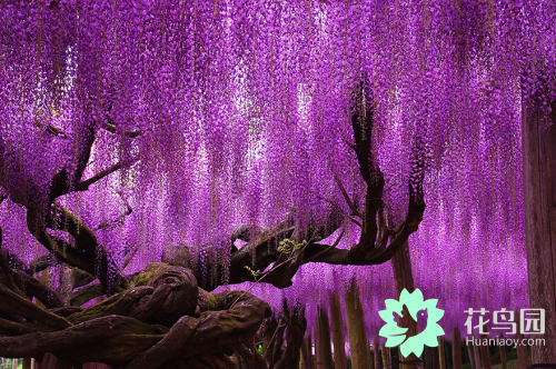紫藤树美景日本,日本最美紫藤树