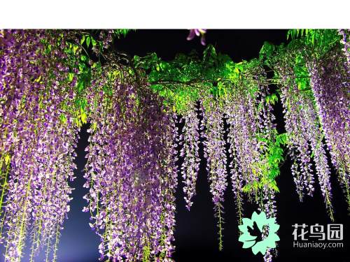 紫藤树美景日本,日本最美紫藤树