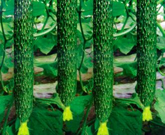 樱桃的保存方法保鲜还是冷冻,樱桃保存最佳方法快递