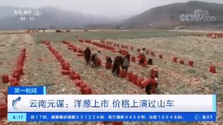 仅售9.9元/5斤！云南10万吨出口级洋葱困在地里，价格贱到农民流泪…央视已报道，恳请相助