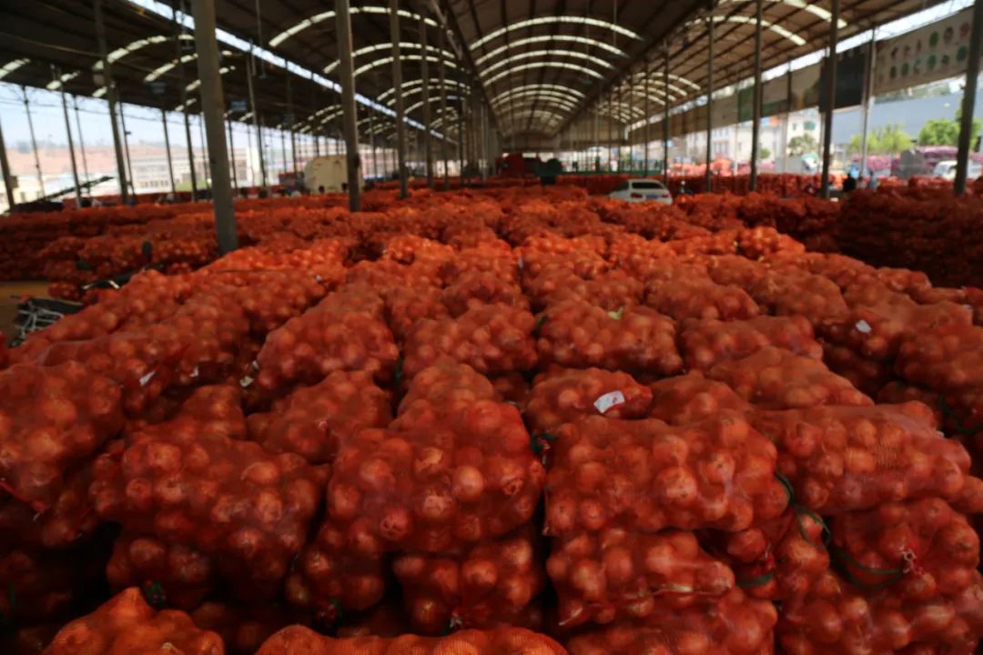 仅售9.9元/5斤！云南10万吨出口级洋葱困在地里，价格贱到农民流泪…央视已报道，恳请相助