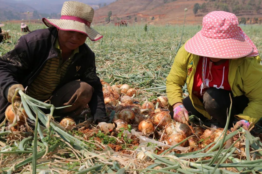 仅售9.9元/5斤！云南10万吨出口级洋葱困在地里，价格贱到农民流泪…央视已报道，恳请相助