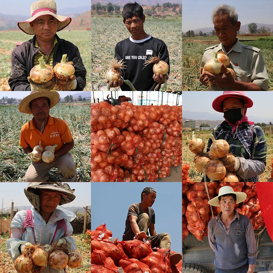 仅售9.9元/5斤！云南10万吨出口级洋葱困在地里，价格贱到农民流泪…央视已报道，恳请相助