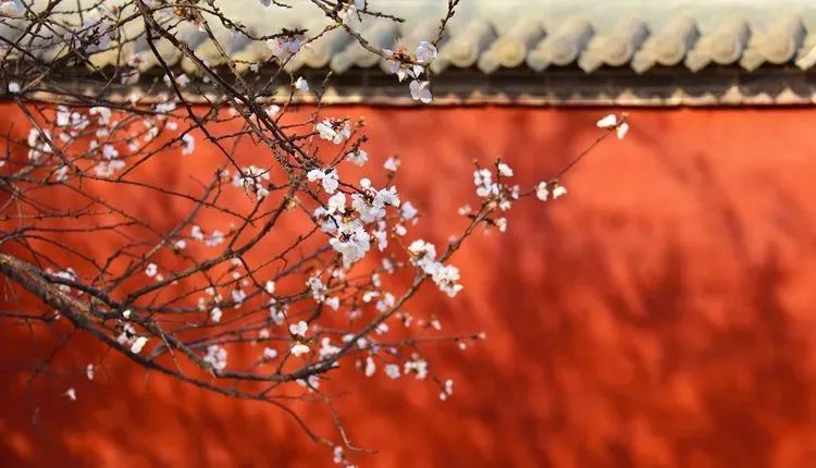 石家庄的春天真的太美啦,石家庄春天看花