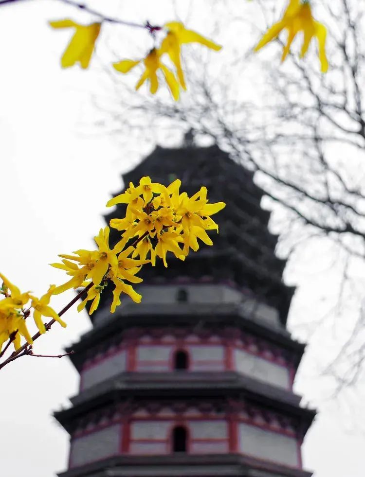 石家庄的春天真的太美啦,石家庄春天看花